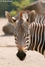 Kopf eines Hartmann-Bergzebras  ...  Andy Hensel 02.07.2010