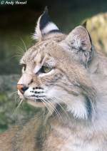 Kopf eines Rotluchs  ...  Andy Hensel 03.07.2010