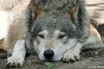  Muss ich schon aufstehen? Wolf (Eurasischer Wolf).  ...