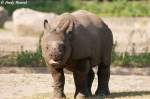 Junges Panzernashorn   ...  Andy Hensel 03.07.2010