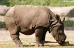 Junges Panzernashorn   ...  Andy Hensel 03.07.2010