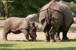 Hier mal der Vergleich Jung und Alt . Panzernash�rner.  ...