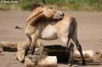 Wildpferde Es juckt. Przewalski-Pferd
