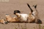 Przewalski-Pferd    ...