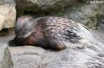 Stachelschwein    ...