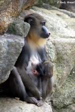 Mandrills Mandrill mit Junges