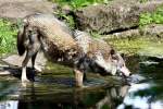 Wolf (Eurasischer Wolf)   ...