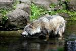Wolf (Eurasischer Wolf)  ...  Andy Hensel 04.07.2010