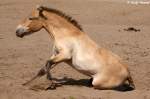 Przewalski-Pferd    ...