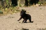 T�pfelhy�nen-Junges    ...  Andy Hensel 04.07.2010