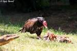 truthahngeier---gelbkopfgeier-cathartes Truthahngeier