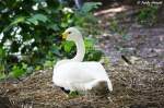 Zwergschwan    ...