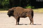 Wisent    ...  Andy Hensel 04.07.2010