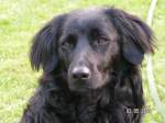 Paula, ein Wachtel-Pudel-Mix. Fr�hjahr 2008.   ...