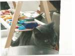Ein Kater im Herbst 2009. Dies ist mein erstes Tierbild ...