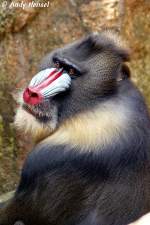 Mandrill-M�nnchen    ...