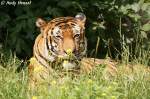 Indochinesischer Tiger   ...  Andy Hensel 05.07.2010