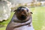 S�dafrikanischer Seeb�r   ...  Andy Hensel 05.07.2010
