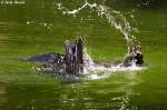 S�dafrikanischer Seeb�r   ...  Andy Hensel 05.07.2010