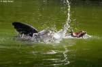 S�dafrikanischer Seeb�r   ...  Andy Hensel 05.07.2010