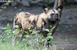 Afrikanischer Wildhund   ...  Andy Hensel 05.07.2010