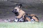 Afrikanischer Wildhund   ...  Andy Hensel 05.07.2010
