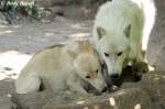Der Polarwolf-Welpe ist kaum ...  Andy Hensel 05.07.2010