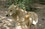 Polarw�lfe    ...