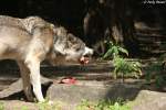 Wolf (Eurasischer Wolf)   ...