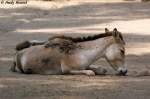 Kulan (Asiatischer Esel)   ...