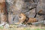 Afrikanischer L�we   ...  Andy Hensel 06.07.2010