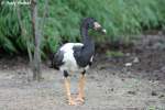 Spaltfu�gans    ...  Andy Hensel 06.07.2010