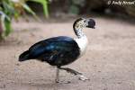H�ckerglanzgans    ...