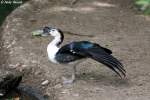 H�ckerglanzgans    ...