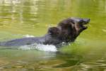 S�dafrikanischer Seeb�r   ...  Andy Hensel 06.07.2010