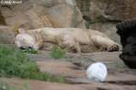  Knut ist Fu�ball-M�de   ...
