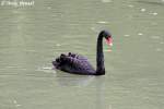 Trauerschwan    ...  Andy Hensel 06.07.2010