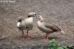 Nilg�nse    ...  Andy Hensel 06.07.2010