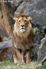 Afrikanischer L�we   ...  Andy Hensel 06.07.2010
