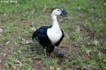 H�ckerglanzgans    ...
