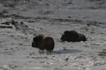 Moschusochsen im Dovrefjell; 01.10.2009 ...  Andr� Breutel 23.10.2009