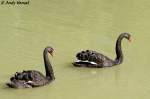 Trauerschw�ne    ...  Andy Hensel 07.07.2010