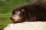 Kalifornischer Seel�we   ...  Andy Hensel 07.07.2010