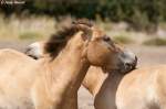 Przewalski-Pferde    ...