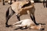 Wildpferde Przewalski-Pferde
