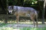 Wolf (Eurasischer Wolf)   ...