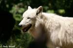 Polarwolf    ...
