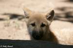 echte-wolfe-canis Polarwolfwelpe