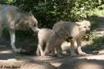 Polarwolfwelpen    ...  Andy Hensel 09.07.2010