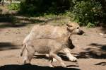 Zwei von drei Polarwolfwelpen (geb. 30.04.2010) im Zoo Berlin  ...
